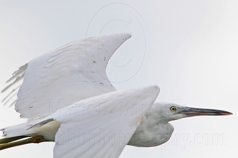 _MG_6478 Eastern Reef Egret.jpg