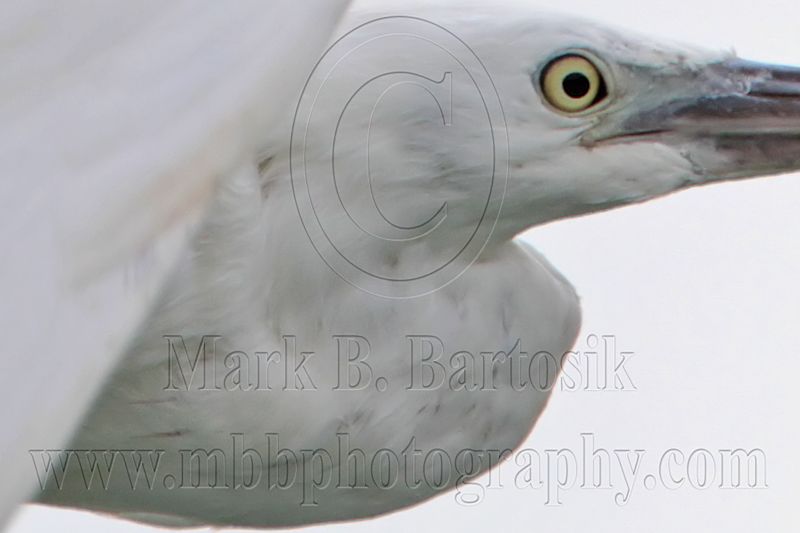 _MG_6478crop2 Eastern Reef Egret.jpg