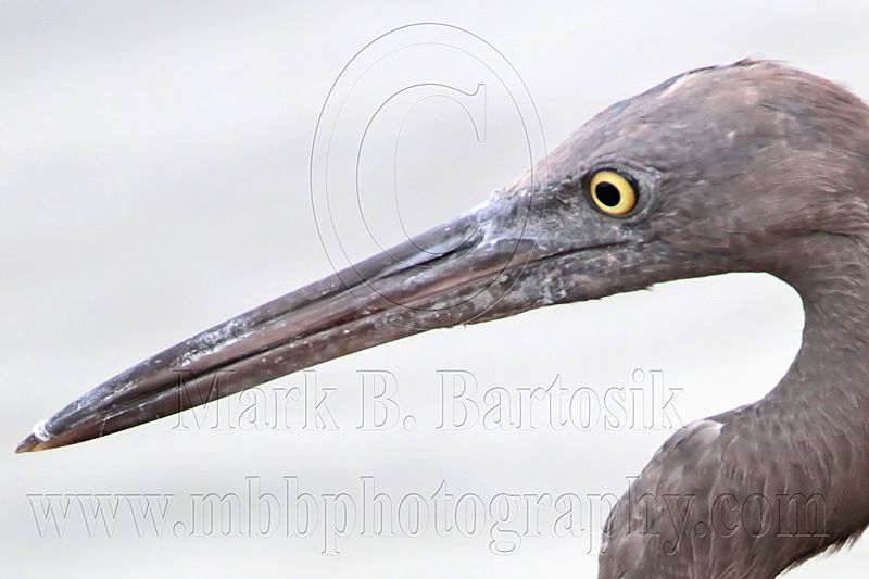 _MG_9450crop Eastern Reef Egret.jpg