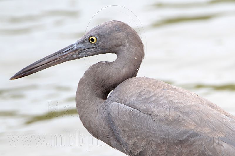 _MG_9482 Eastern Reef Egret.jpg