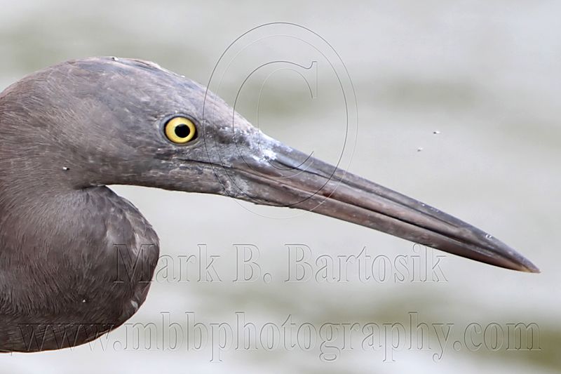 _MG_9529crop Eastern Reef Egret.jpg