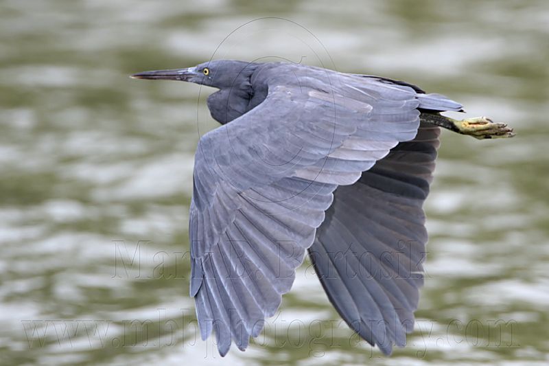 _MG_9552 Eastern Reef Egret.jpg