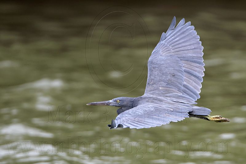 _MG_9559 Eastern Reef Egret.jpg