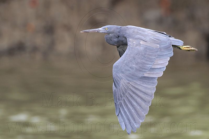 _MG_9564 Eastern Reef Egret.jpg