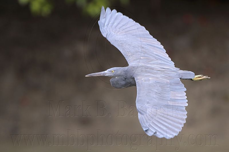 _MG_9568 Eastern Reef Egret.jpg