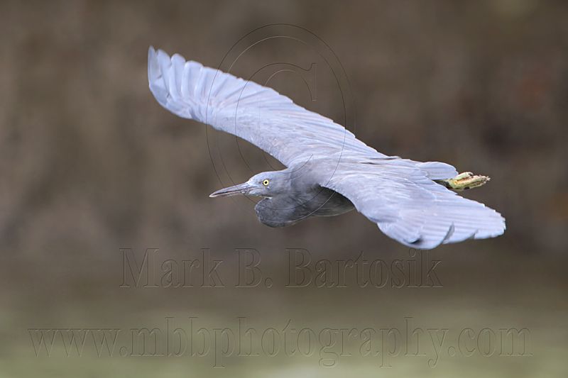 _MG_9572 Eastern Reef Egret.jpg