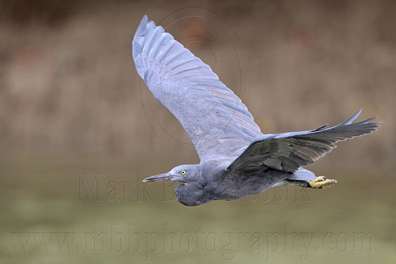 _MG_9574 Eastern Reef Egret.jpg