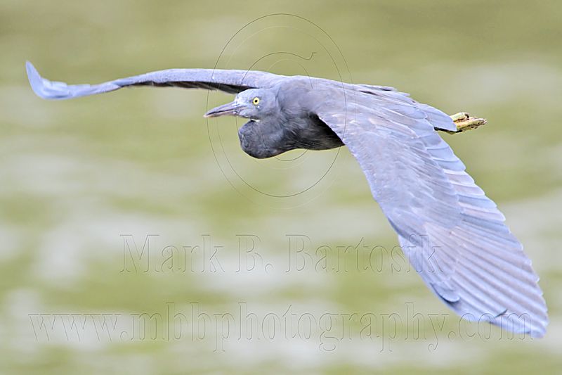 _MG_9582 Eastern Reef Egret.jpg