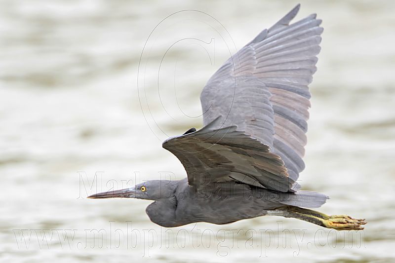 _MG_9598 Eastern Reef Egret.jpg