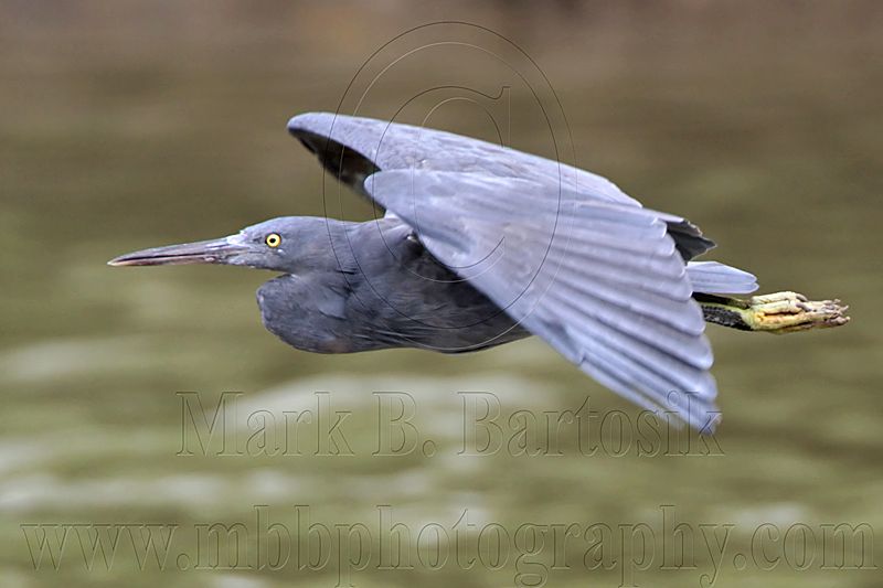 _MG_9626 Eastern Reef Egret.jpg