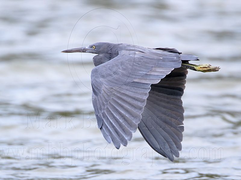 _MG_9650 Eastern Reef Egret.jpg