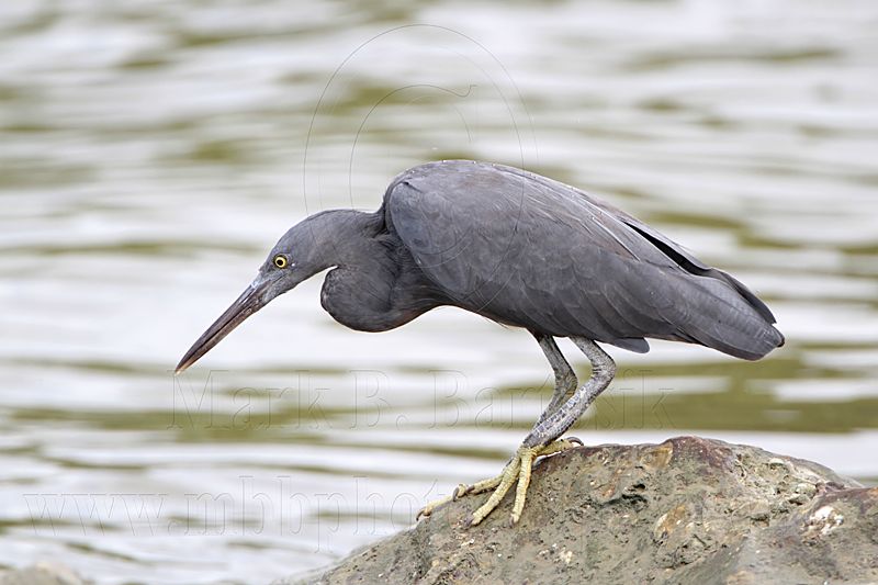 _MG_9761 Eastern Reef Egret.jpg