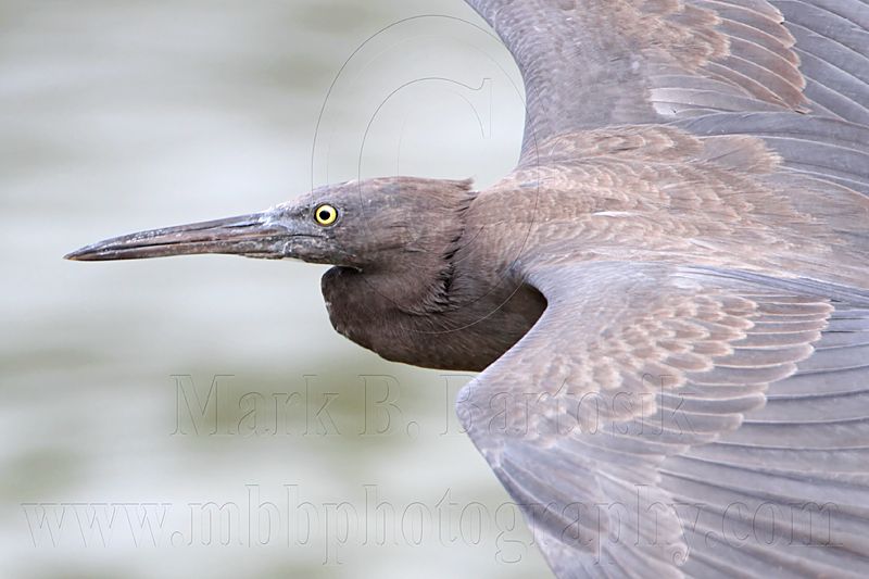 _MG_9819 Eastern Reef Egret.jpg