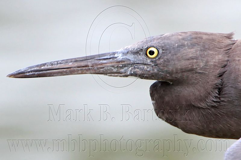 _MG_9819crop Eastern Reef Egret.jpg
