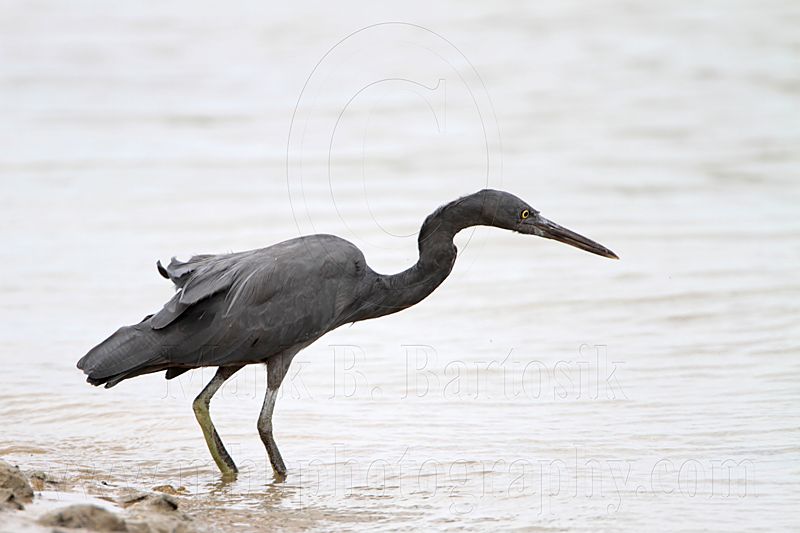 _MG_9990 Eastern Reef Egret.jpg