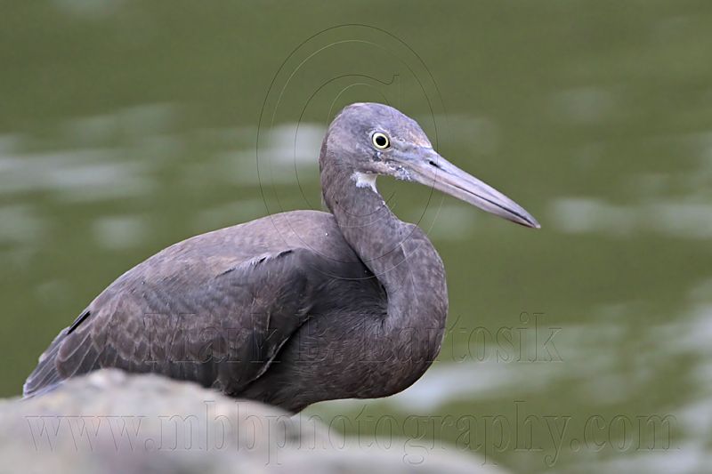 _MG_4343 Eastern Reef Egret.jpg