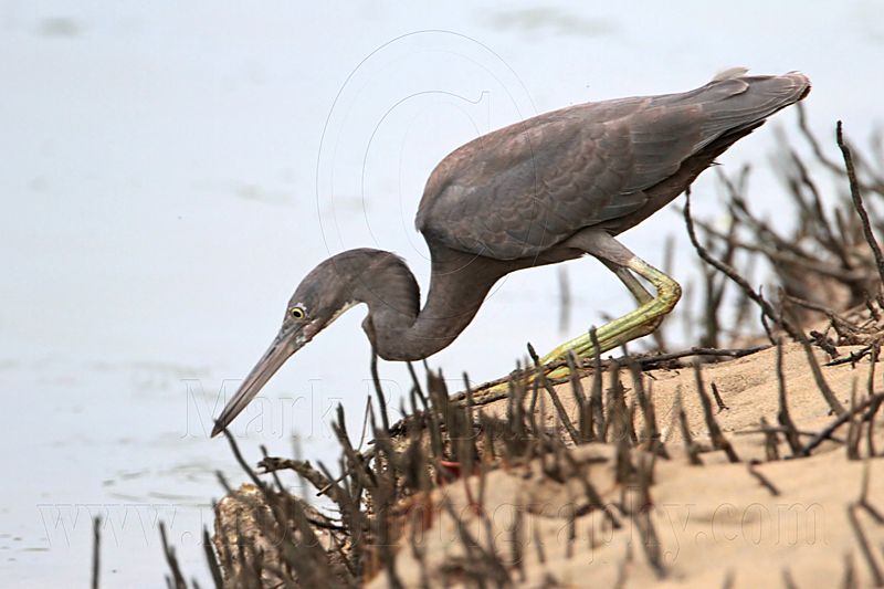 _MG_4365 Eastern Reef Egret.jpg