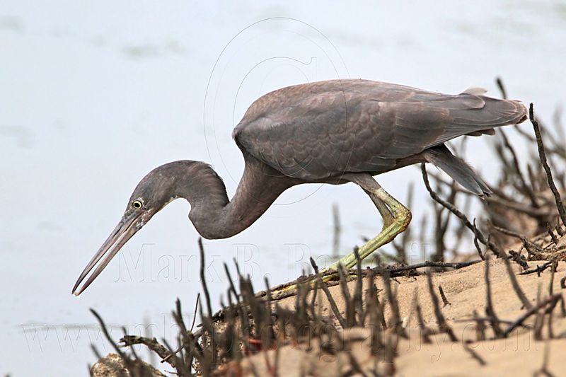 _MG_4370 Eastern Reef Egret.jpg