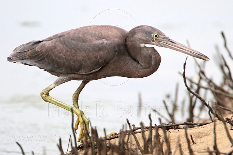 _MG_4384 Eastern Reef Egret.jpg