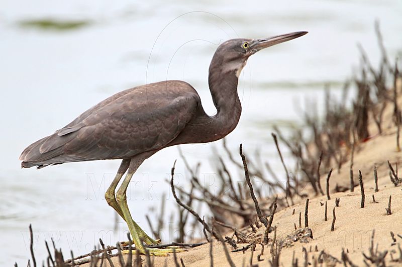 _MG_4390 Eastern Reef Egret.jpg