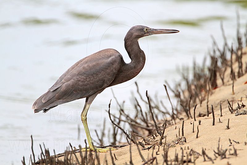 _MG_4394 Eastern Reef Egret.jpg