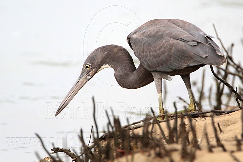 _MG_4397 Eastern Reef Egret.jpg