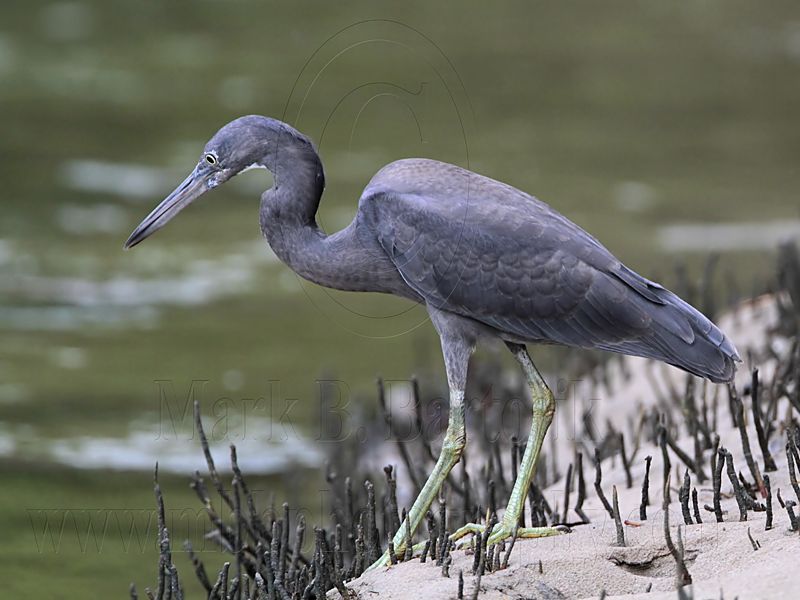 _MG_4401 Eastern Reef Egret.jpg