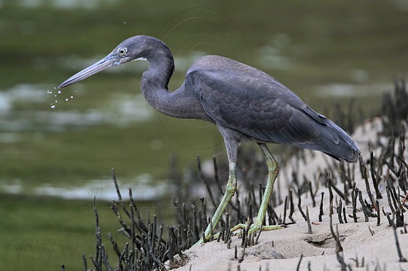 _MG_4403 Eastern Reef Egret.jpg