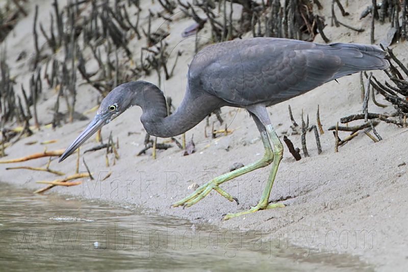 _MG_4411 Eastern Reef Egret.jpg