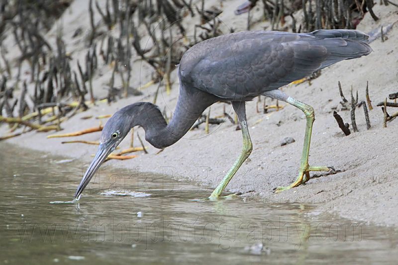_MG_4412 Eastern Reef Egret.jpg