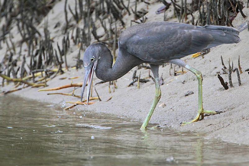 _MG_4413 Eastern Reef Egret.jpg