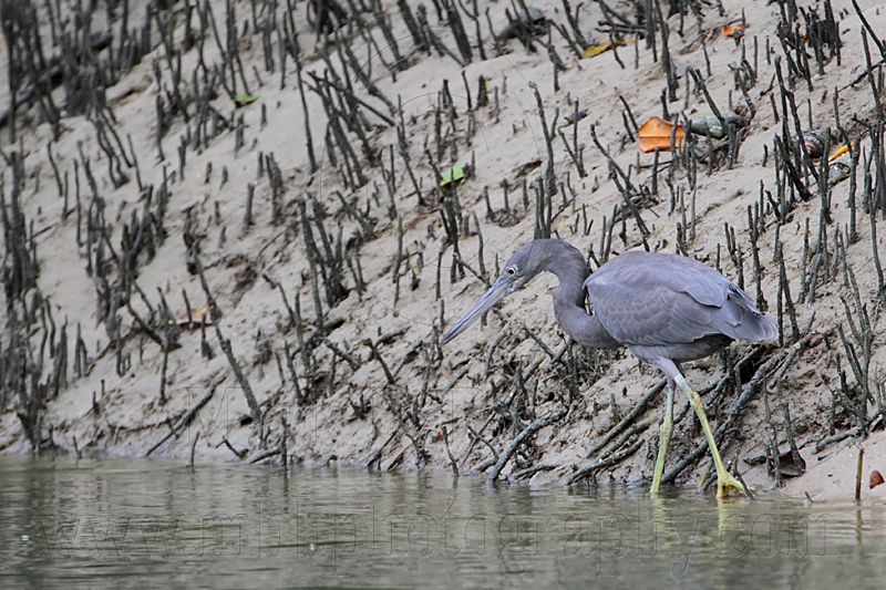 _MG_4457 Eastern Reef Egret.jpg