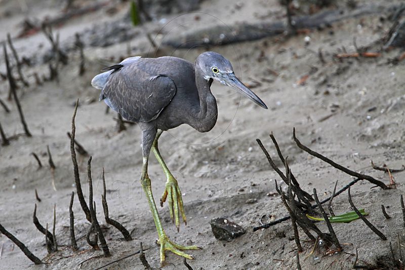 _MG_8537 Eastern Reef Egret.jpg