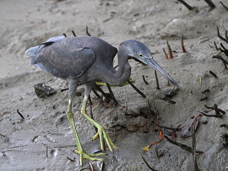 _MG_8543 Eastern Reef Egret.jpg