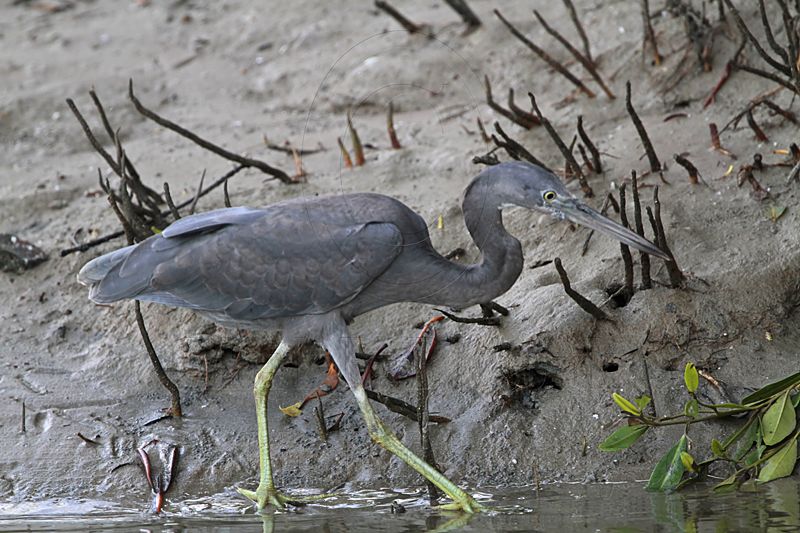 _MG_8547 Eastern Reef Egret.jpg