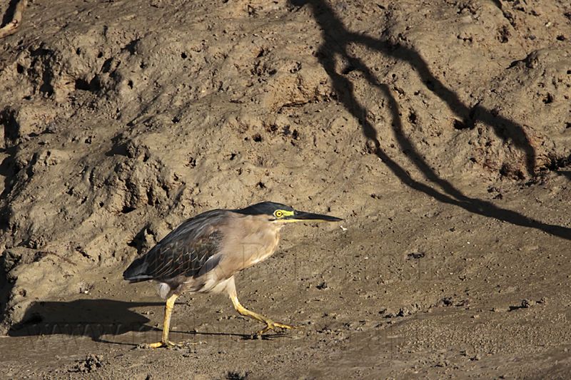 _MG_2243 Striated Heron.jpg