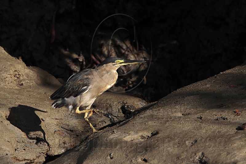 _MG_2254 Striated Heron.jpg