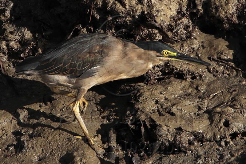 _MG_2447 Striated Heron.jpg