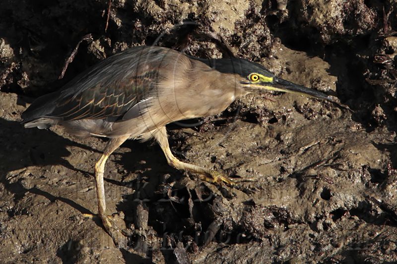 _MG_2448 Striated Heron.jpg