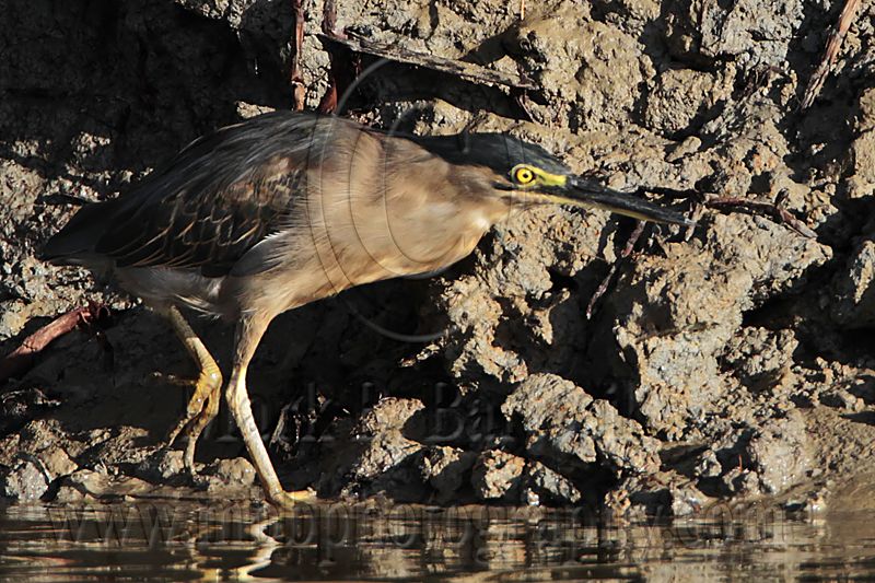 _MG_2461 Striated Heron.jpg