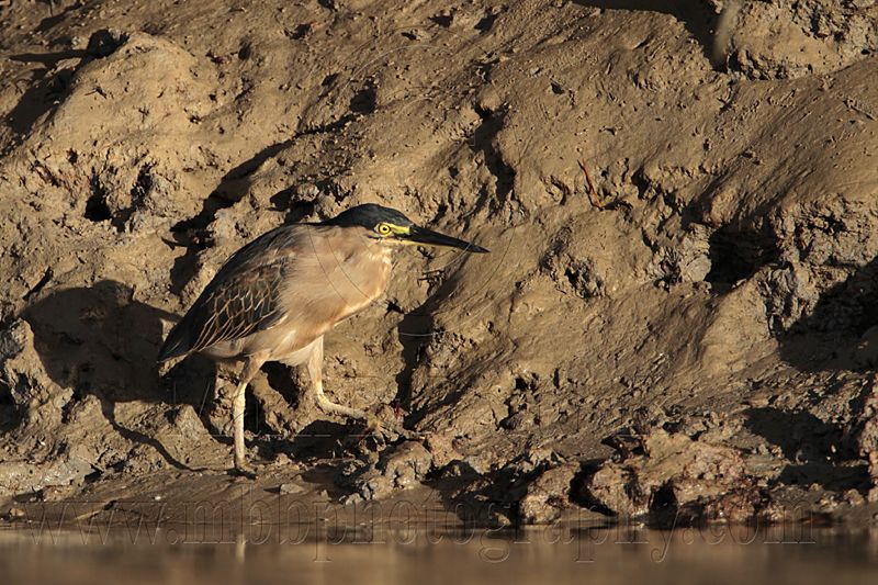 _MG_3451 Striated Heron.jpg