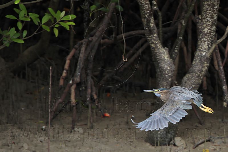 _MG_9858 Striated Heron.jpg