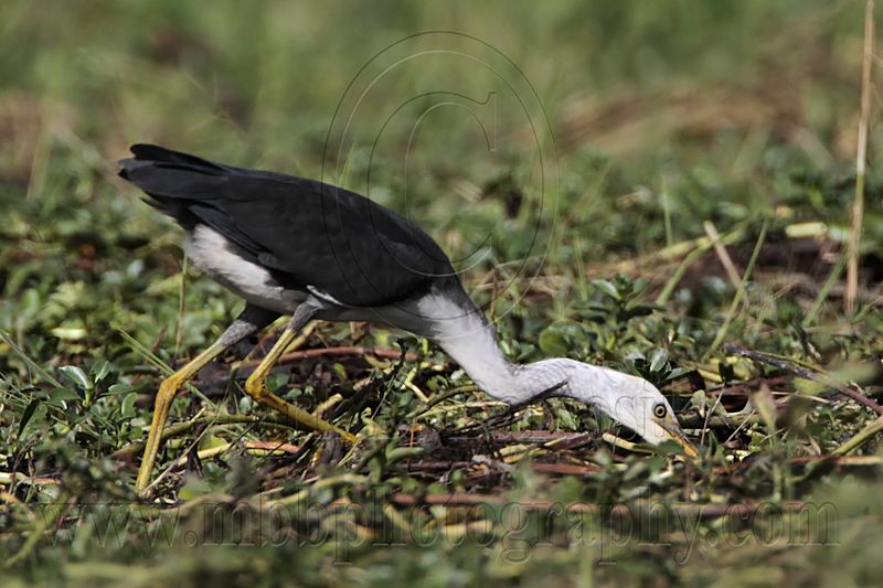 _MG_0880 Pied Heron.jpg