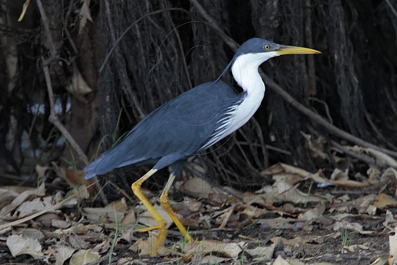 _MG_1412 Pied Heron.jpg