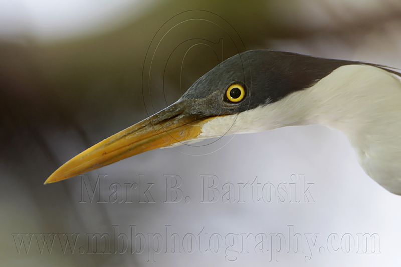 _MG_1456crop Pied Heron.jpg