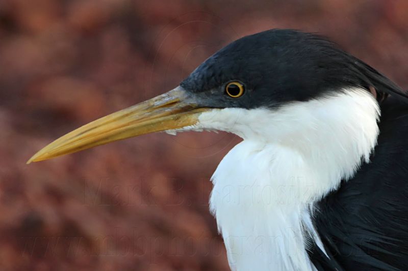 _MG_7444 Pied Heron.jpg