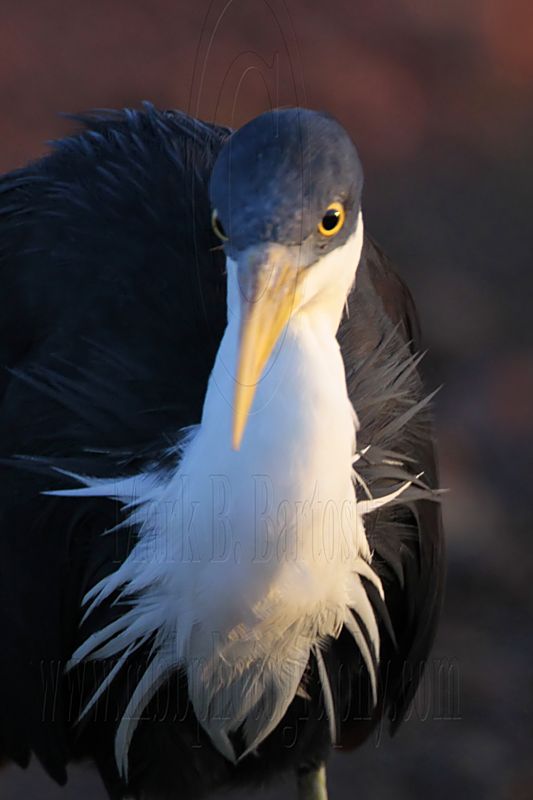 _MG_7449 Pied Heron.jpg