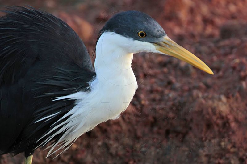 _MG_7455 Pied Heron.jpg