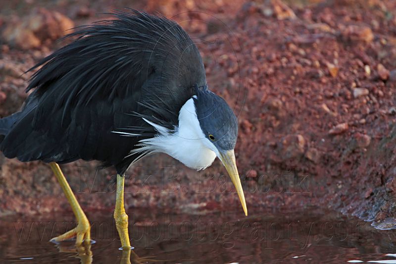 _MG_7458 Pied Heron.jpg