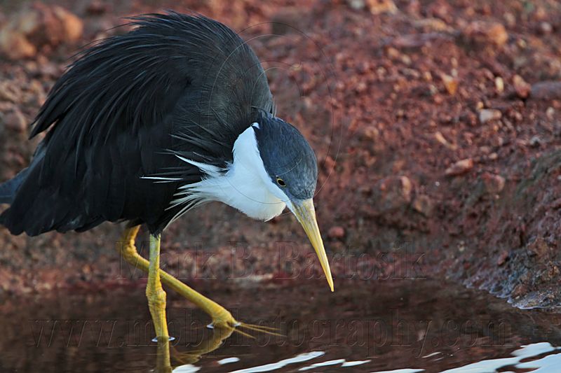 _MG_7461 Pied Heron.jpg